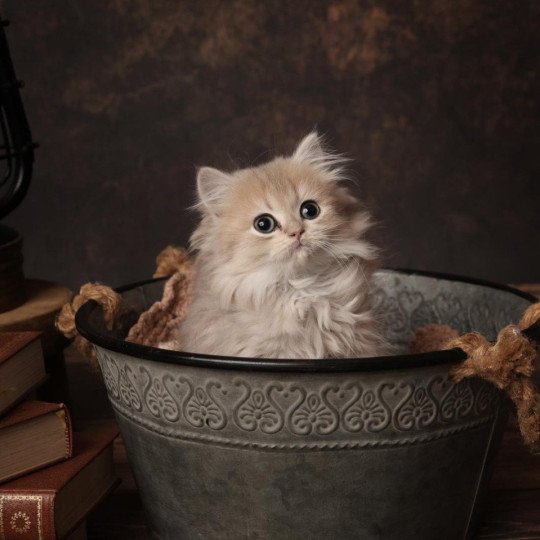 Artémys de l'Arbre aux Chats Femelle British Longhair