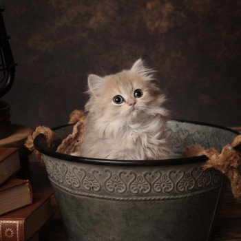 chaton British Longhair blue golden shaded Artémys L'Arbre aux Chats