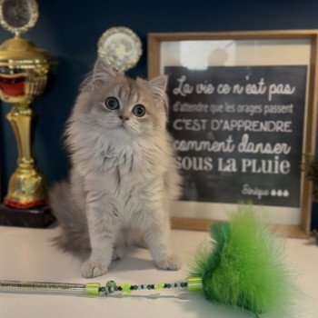 chaton British Longhair blue golden shaded Artémys L'Arbre aux Chats