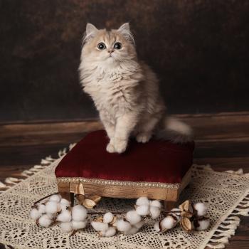 chaton British Longhair blue golden shaded Artémys L'Arbre aux Chats