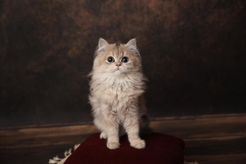 Artémys de l'Arbre aux Chats Femelle British Longhair