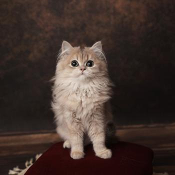 chaton British Longhair blue golden shaded Artémys L'Arbre aux Chats