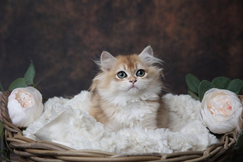 Artémis de l'Arbre aux Chats Femelle British Longhair Artémis de l'Arbre aux Chats Femelle British Longhair