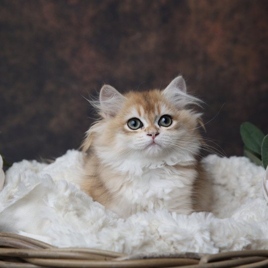 Artémis de l'Arbre aux Chats Femelle British Longhair