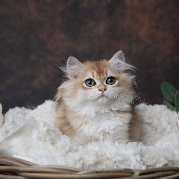 chaton British Longhair black golden shaded Artémis L'Arbre aux Chats chaton British Longhair black golden shaded Artémis L'Arbre aux Chats