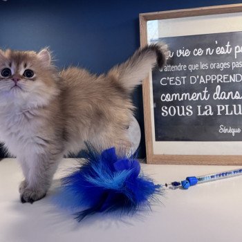 chaton British Longhair black golden shaded Augustin L'Arbre aux Chats