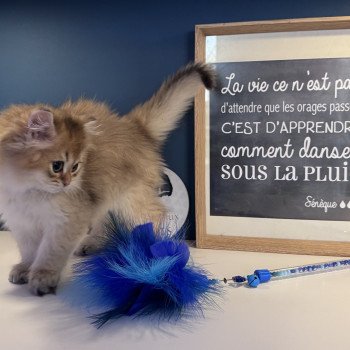 chaton British Longhair black golden shaded Augustin L'Arbre aux Chats