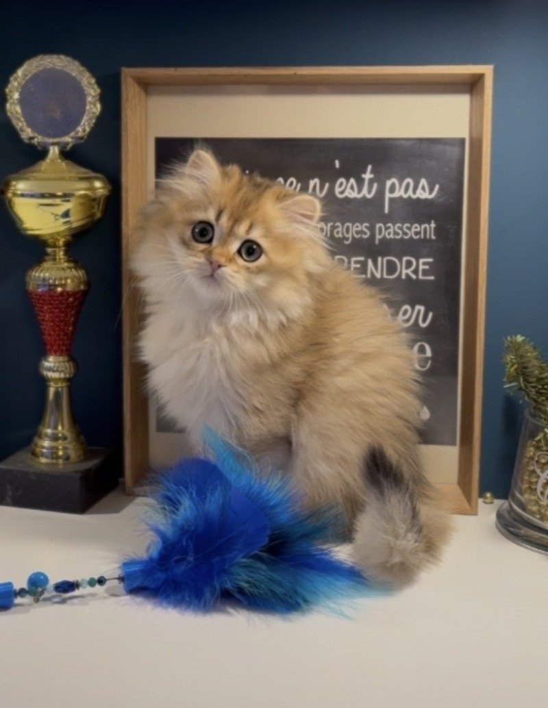 Augustin de l'Arbre aux Chats Mâle British Longhair