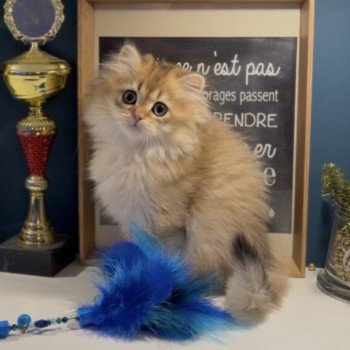 chaton British Longhair black golden shaded Augustin L'Arbre aux Chats