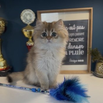chaton British Longhair black golden shaded Augustin L'Arbre aux Chats