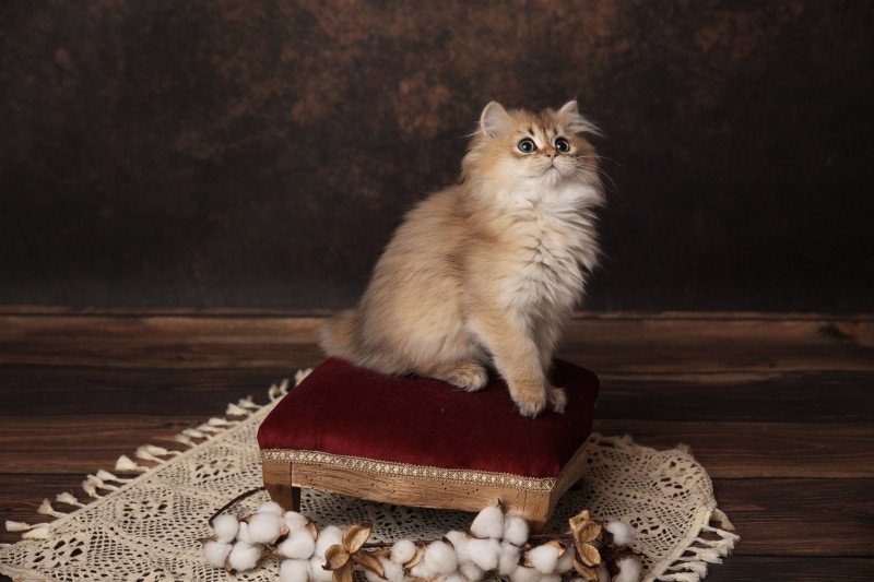 Augustin de l'Arbre aux Chats Mâle British Longhair