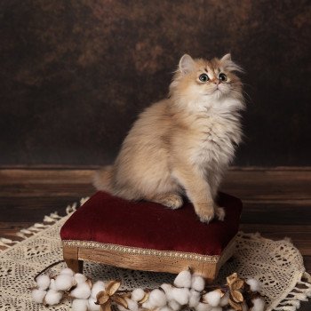 chaton British Longhair black golden shaded Augustin L'Arbre aux Chats