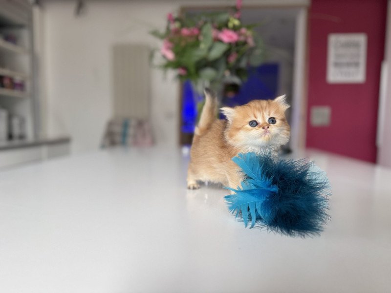 Aura de l'Arbre aux Chats Femelle British Longhair