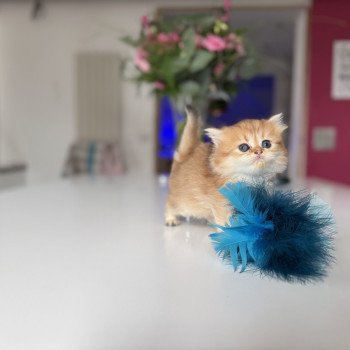 chaton British Longhair black golden shaded Aura L'Arbre aux Chats