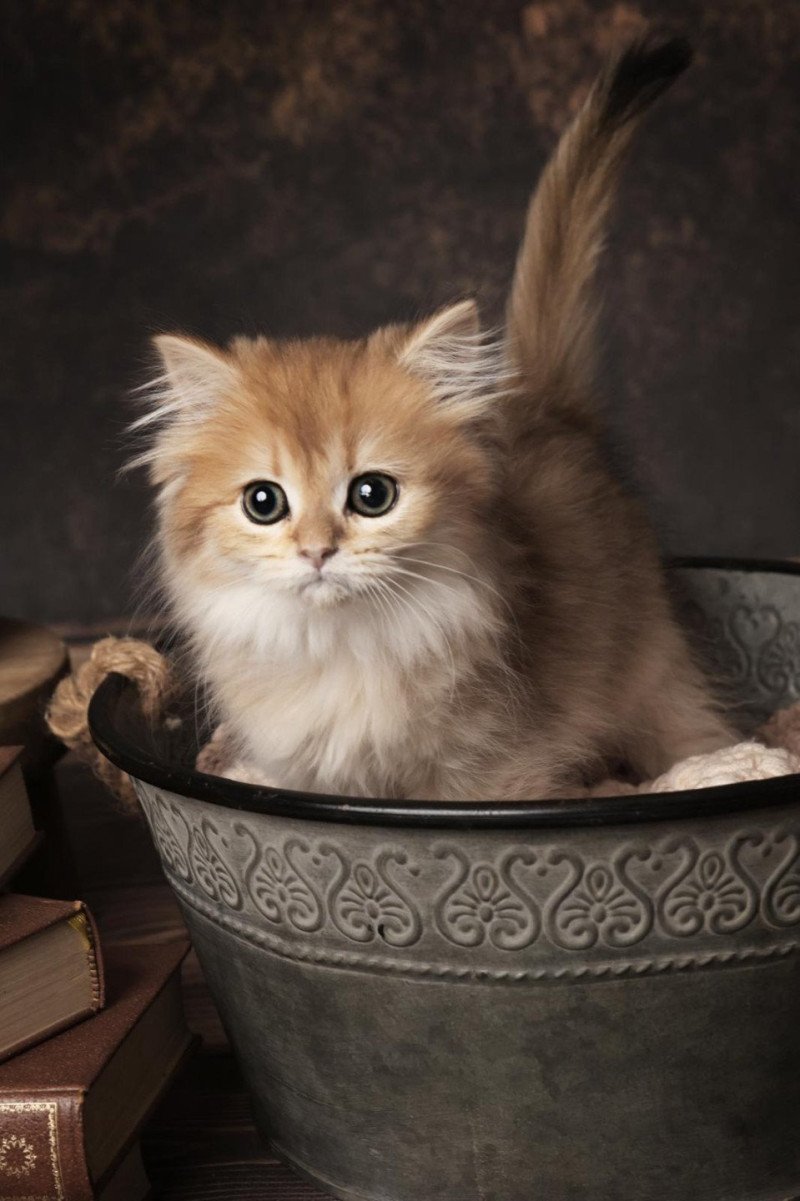 Aura de l'Arbre aux Chats Femelle British Longhair