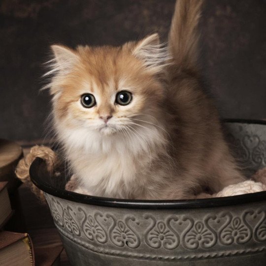 Aura de l'Arbre aux Chats Femelle British Longhair