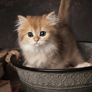 Aura de l'Arbre aux Chats Femelle British Longhair