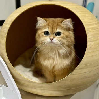 chat British Longhair brown copper ticked tabby Daria L'Arbre aux Chats