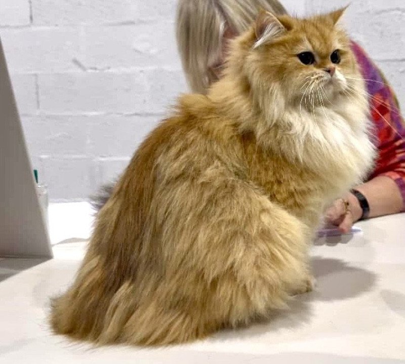 Daria Femelle British Longhair