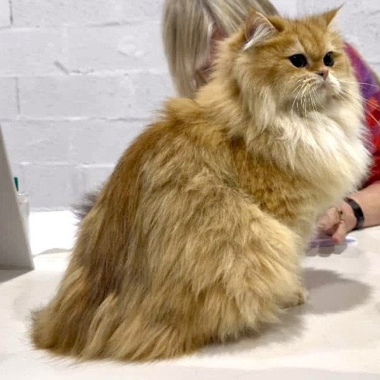 Daria Femelle British Longhair