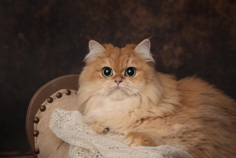 Daria Femelle British Longhair