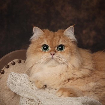 Daria Femelle British Longhair