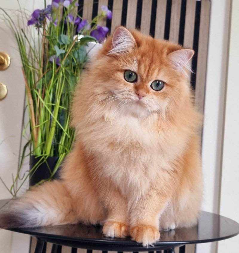 Daria Femelle British Longhair
