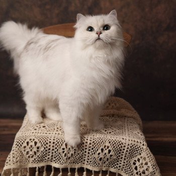 Elevage British Longhair LOOF Paris Ile de France chat blanc aux yeux vert femelle black silver shaded