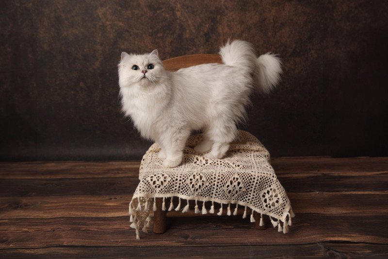 Darla Femelle British Longhair