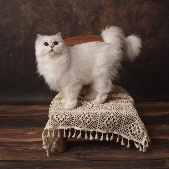 Darla Femelle British Longhair