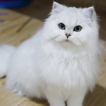 Elevage British Longhair LOOF Paris Ile de France chat blanc aux yeux vert femelle black silver shaded