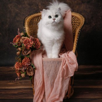 Elevage British Longhair LOOF Paris Ile de France chat blanc aux yeux vert femelle black silver shaded
