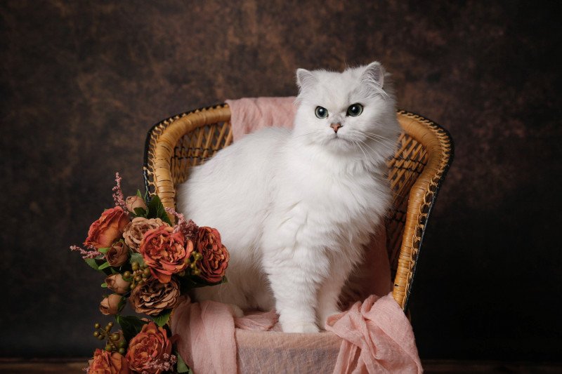 Darla SilverGlow Femelle British Longhair Darla SilverGlow Femelle British Longhair
