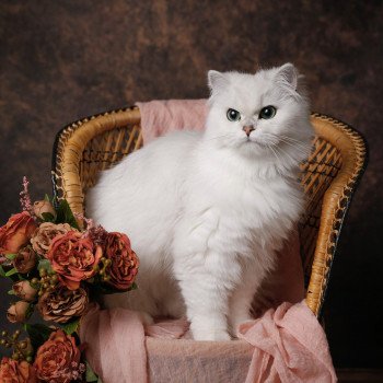 Elevage British Longhair LOOF Paris Ile de France chat blanc aux yeux vert femelle black silver shaded