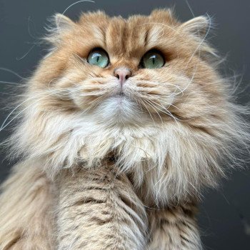 Elevage British Longhair LOOF Paris Ile de France chat roux aux yeux vert mâle black golden shaded Elevage British Longhair LOOF Paris Ile de France chat roux aux yeux vert mâle black golden shaded