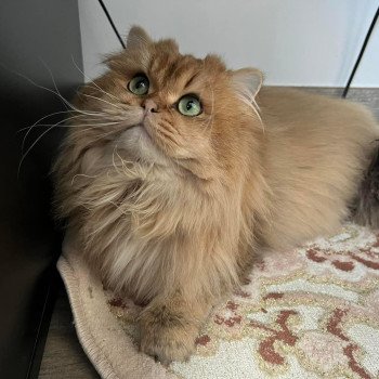 Elevage British Longhair LOOF Paris Ile de France chat roux aux yeux vert mâle black golden shaded Elevage British Longhair LOOF Paris Ile de France chat roux aux yeux vert mâle black golden shaded