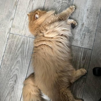 Elevage British Longhair LOOF Paris Ile de France chat roux aux yeux vert mâle black golden shaded Elevage British Longhair LOOF Paris Ile de France chat roux aux yeux vert mâle black golden shaded