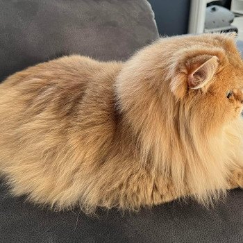 Elevage British Longhair LOOF Paris Ile de France chat roux aux yeux vert mâle black golden shaded Elevage British Longhair LOOF Paris Ile de France chat roux aux yeux vert mâle black golden shaded