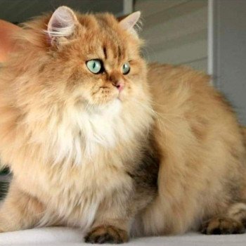 Pépito Mâle British Longhair