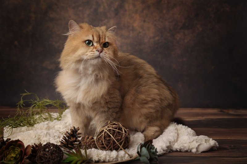 Pépito Mâle British Longhair Pépito Mâle British Longhair