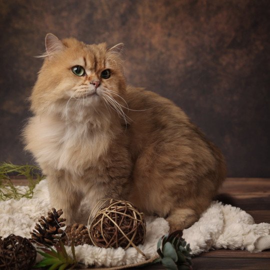 Pépito Mâle British Longhair