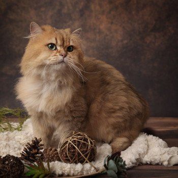 Elevage British Longhair LOOF Paris Ile de France chat roux aux yeux vert mâle black golden shaded Elevage British Longhair LOOF Paris Ile de France chat roux aux yeux vert mâle black golden shaded