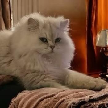 chat British Longhair black silver shaded Toma L'Arbre aux Chats