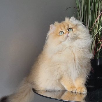 chat British Longhair Withney L'Arbre aux Chats