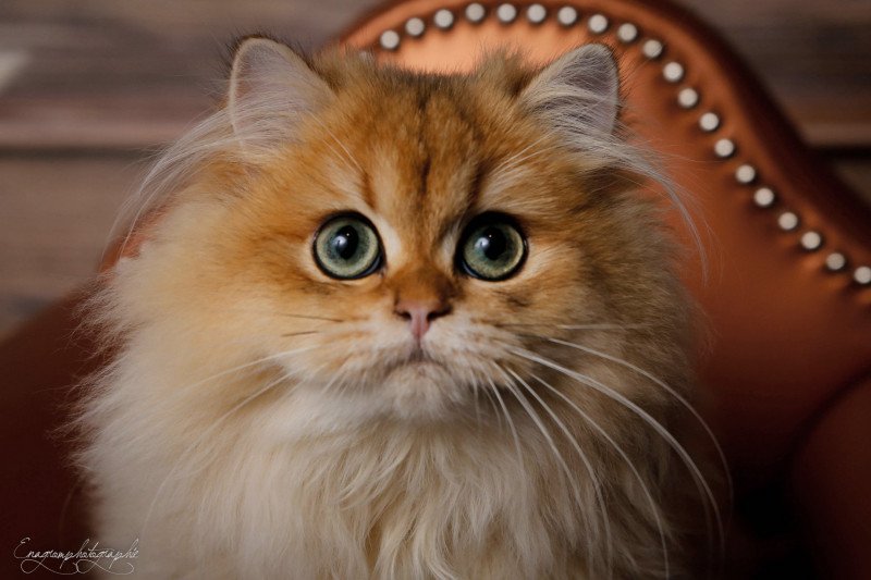 Elevage British Longhair LOOF grandes lignées Paris Ile de France chat roux doré aux yeux verts femelle black golden shaded département 75