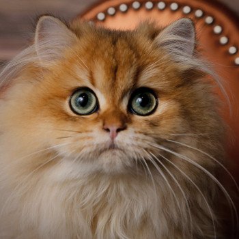 Elevage British Longhair LOOF grandes lignées Paris Ile de France chat roux doré aux yeux verts femelle black golden shaded département 75 Elevage British Longhair LOOF grandes lignées Paris Ile de France chat roux doré aux yeux verts femelle black golden shaded département 75