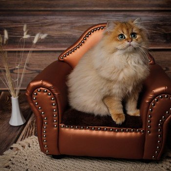 Elevage British Longhair LOOF grandes lignées Paris Ile de France chat roux doré aux yeux verts femelle black golden shaded département 75 Elevage British Longhair LOOF grandes lignées Paris Ile de France chat roux doré aux yeux verts femelle black golden shaded département 75