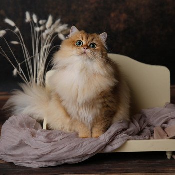 Elevage British Longhair LOOF grandes lignées Paris Ile de France chat roux doré aux yeux verts femelle black golden shaded département 75 Elevage British Longhair LOOF grandes lignées Paris Ile de France chat roux doré aux yeux verts femelle black golden shaded département 75