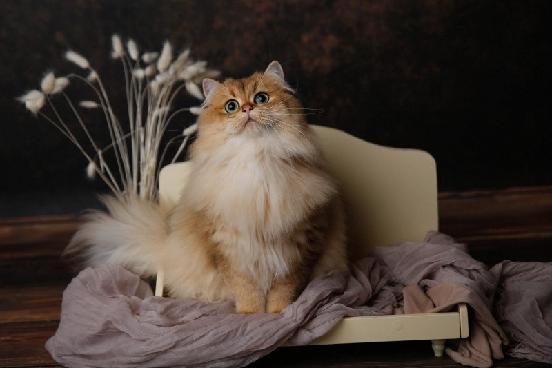 Whitney Femelle British Longhair Whitney Femelle British Longhair