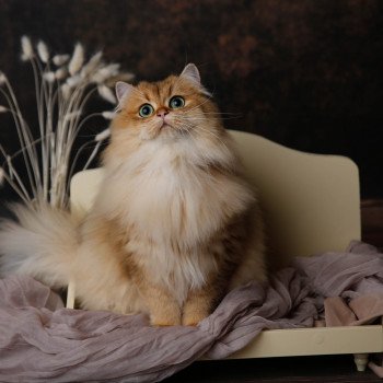 Elevage British Longhair LOOF grandes lignées Paris Ile de France chat roux doré aux yeux verts femelle black golden shaded département 75 Elevage British Longhair LOOF grandes lignées Paris Ile de France chat roux doré aux yeux verts femelle black golden shaded département 75
